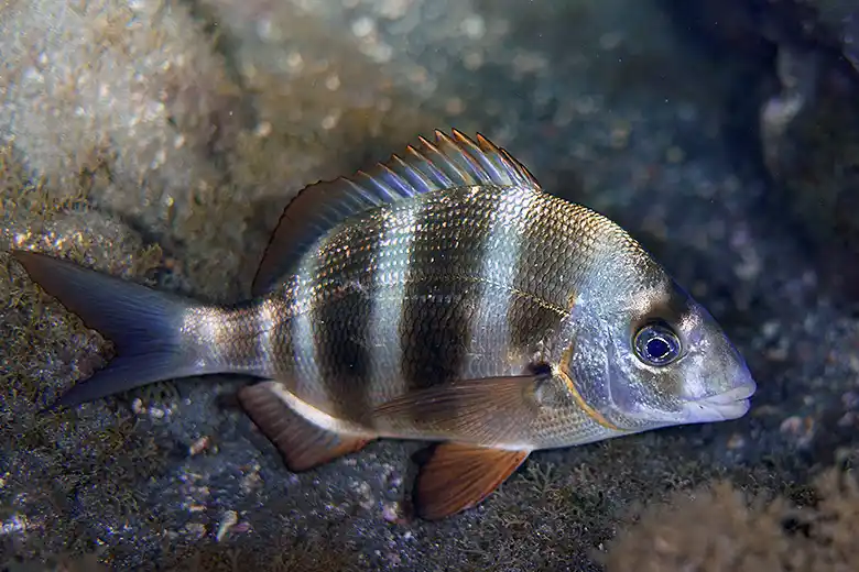 Diplodus cervinus