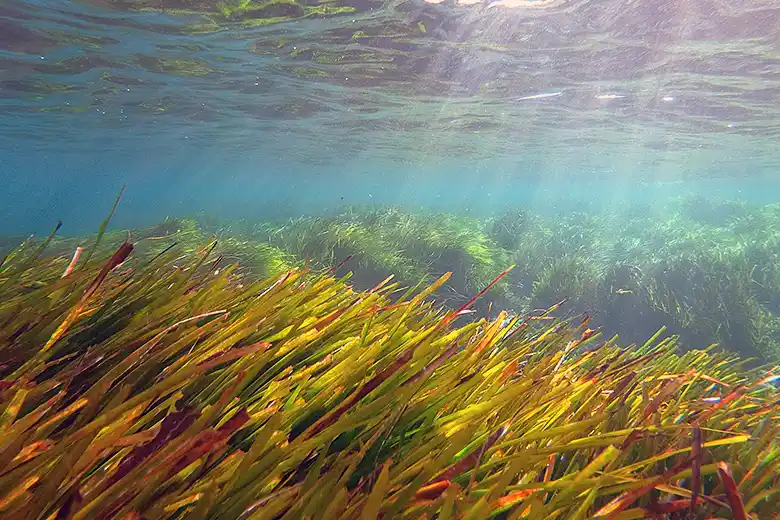 Posidònia oceanica