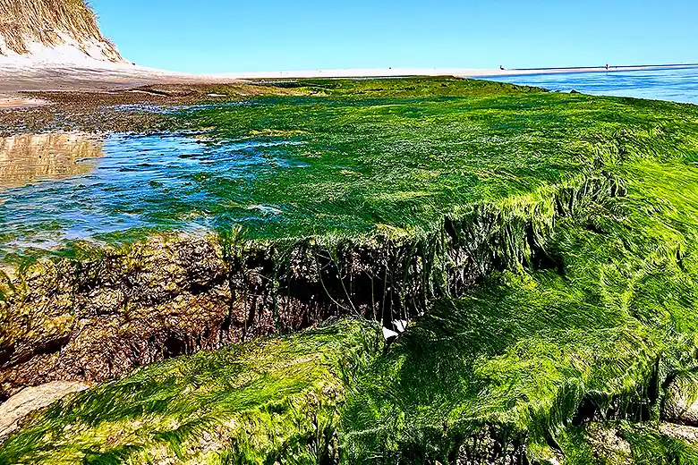 Ulva intestinalis